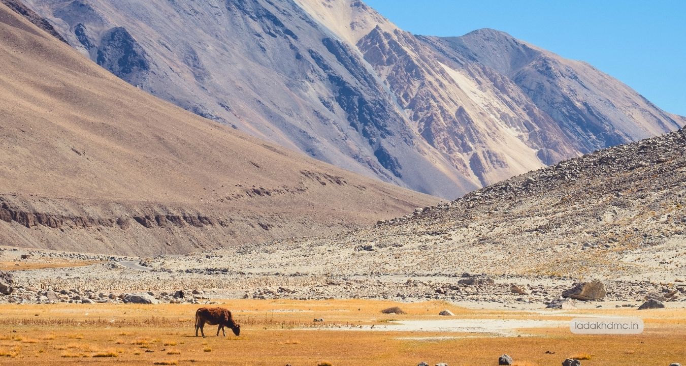 Hemis National Park - largest national park home to snow leopards