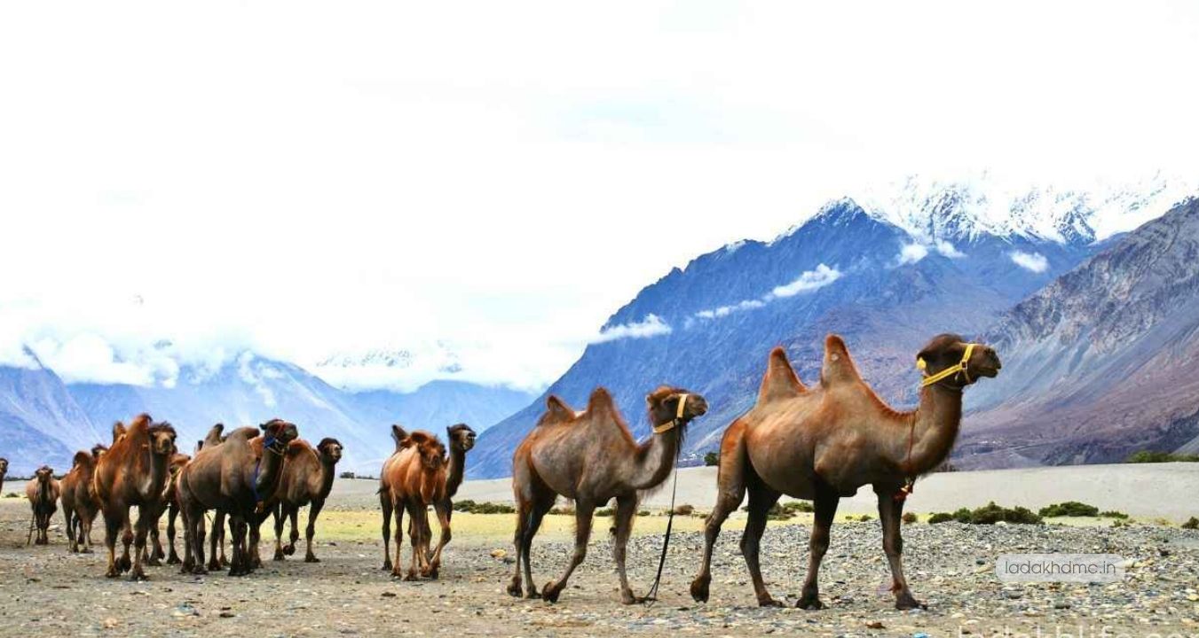 Panoramic landscape of Hunder Village showing desert terrain and mountains