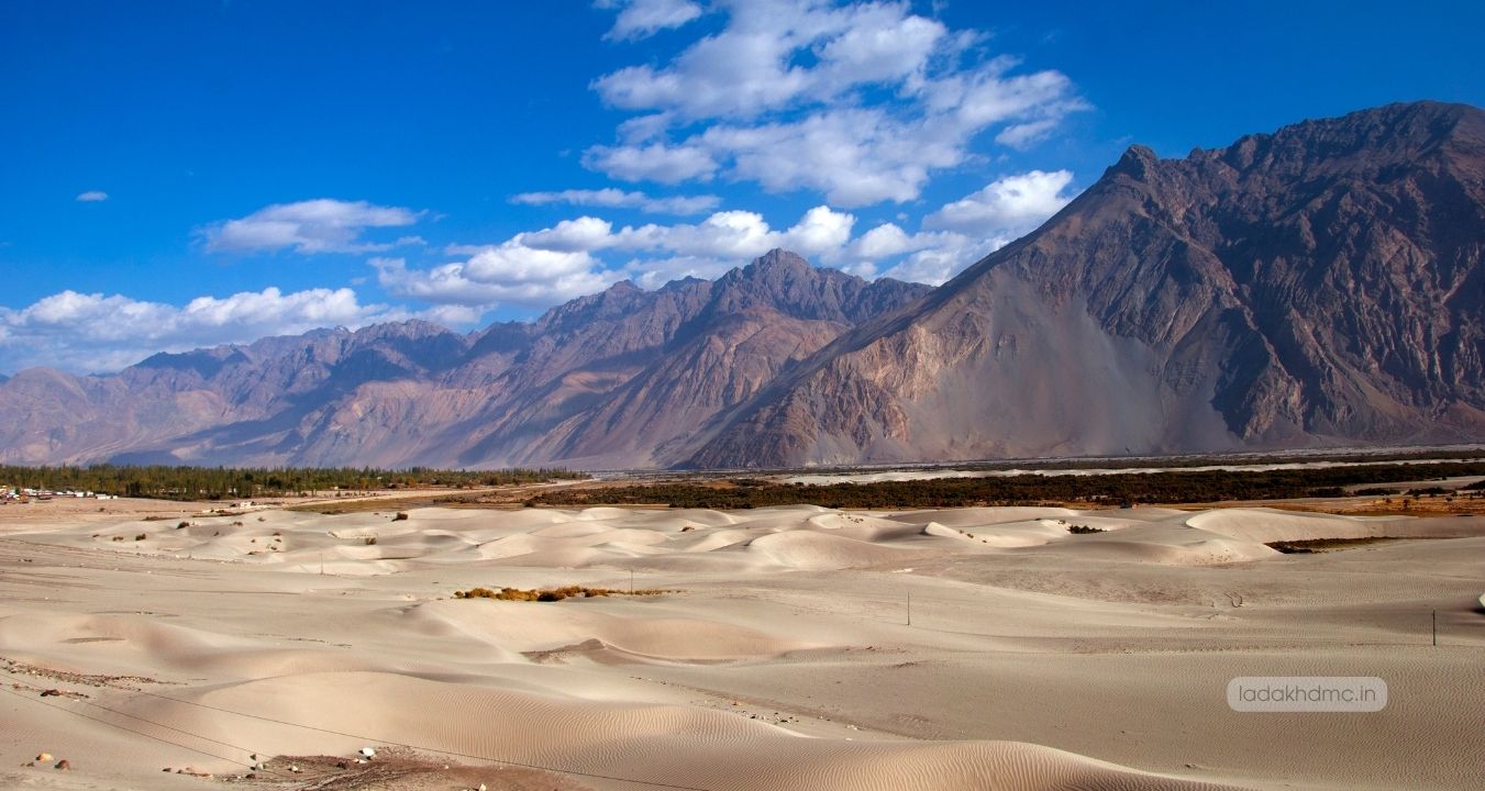 Camels walking across Hunder Sand Dunes with sunset in Nubra Valley