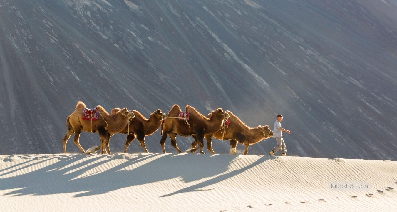Wide panoramic view of Hunder Sand Dunes with rolling sands and camels