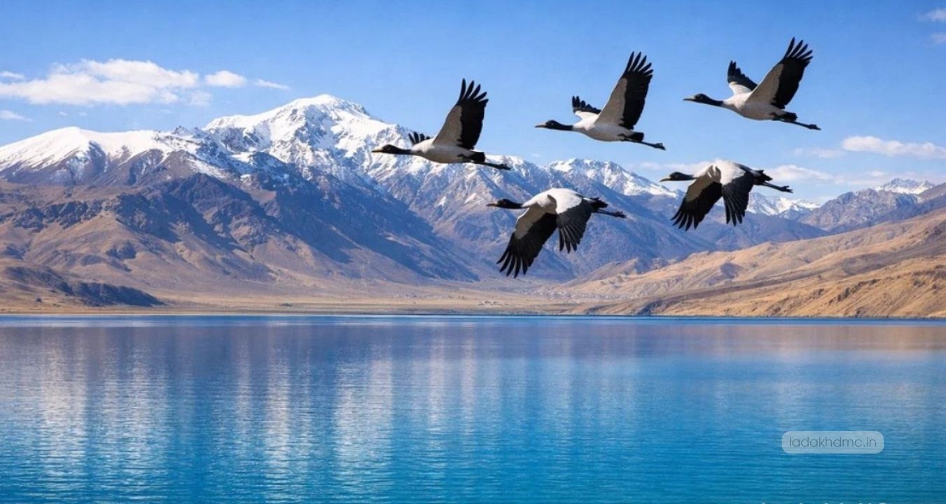 Luxury Holiday Packages in Ladakh